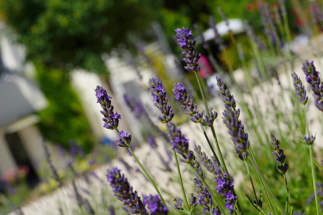 Logis Hotel Le Blason De Provence Monteux Exterior foto